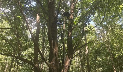 Photo of UNDER CONTRACT!  15.25 Acres of Residential Hunting and Timber Land For Sale in Bladen County NC!