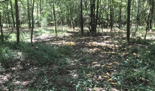 Photo of UNDER CONTRACT!  15.25 Acres of Residential Hunting and Timber Land For Sale in Bladen County NC!