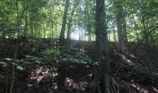 Photo of UNDER CONTRACT!  15.25 Acres of Residential Hunting and Timber Land For Sale in Bladen County NC!