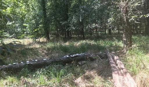 Photo of UNDER CONTRACT!  15.25 Acres of Residential Hunting and Timber Land For Sale in Bladen County NC!