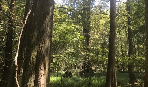 Photo of UNDER CONTRACT!  15.25 Acres of Residential Hunting and Timber Land For Sale in Bladen County NC!