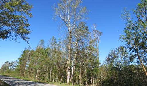 Photo of UNDER CONTRACT!  23 Acres of Hunting Land For Sale in Brunswick County NC!