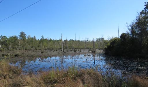 Photo of UNDER CONTRACT!  23 Acres of Hunting Land For Sale in Brunswick County NC!