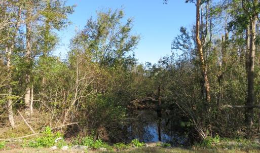 Photo of UNDER CONTRACT!  23 Acres of Hunting Land For Sale in Brunswick County NC!