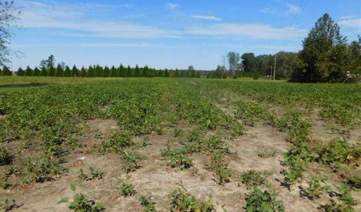 Photo of SOLD!!  0.70 Acre Residential Lot For Sale in Greene County NC!