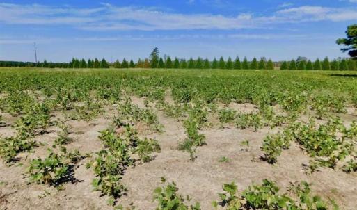 Photo of SOLD!!  0.97 Acre Residential Lot For Sale in Greene County NC!