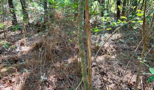 Photo of SOLD!  35.76 Acres of Hunting and Timber Land For Sale in Wilson County NC!