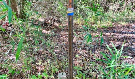 Photo of SOLD!  35.76 Acres of Hunting and Timber Land For Sale in Wilson County NC!