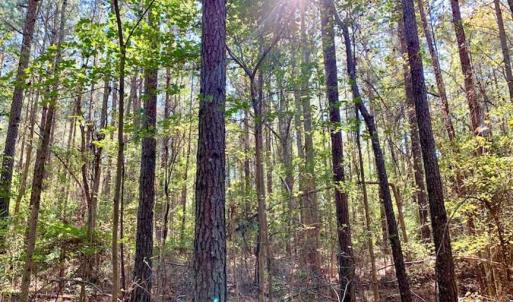Photo of SOLD!  35.76 Acres of Hunting and Timber Land For Sale in Wilson County NC!