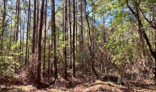 Photo of SOLD!  35.76 Acres of Hunting and Timber Land For Sale in Wilson County NC!