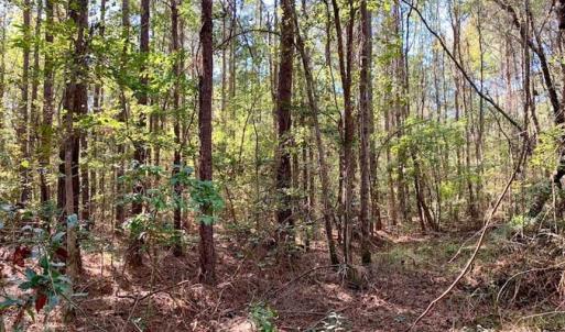 Photo of SOLD!  35.76 Acres of Hunting and Timber Land For Sale in Wilson County NC!
