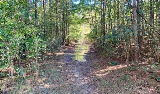 Photo of SOLD!  35.76 Acres of Hunting and Timber Land For Sale in Wilson County NC!