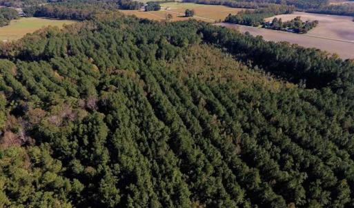 Photo of SOLD!  35.76 Acres of Hunting and Timber Land For Sale in Wilson County NC!