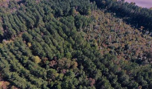 Photo of SOLD!  35.76 Acres of Hunting and Timber Land For Sale in Wilson County NC!