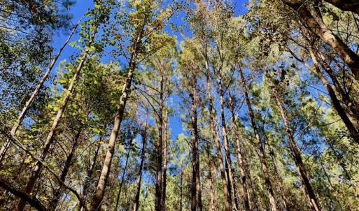 Photo of SOLD!  35.76 Acres of Hunting and Timber Land For Sale in Wilson County NC!