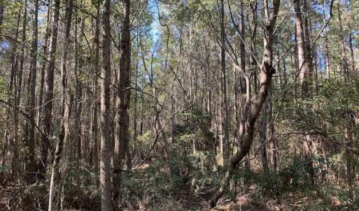 Photo of SOLD!  35.76 Acres of Hunting and Timber Land For Sale in Wilson County NC!
