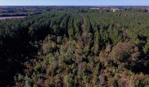 Photo of SOLD!  35.76 Acres of Hunting and Timber Land For Sale in Wilson County NC!