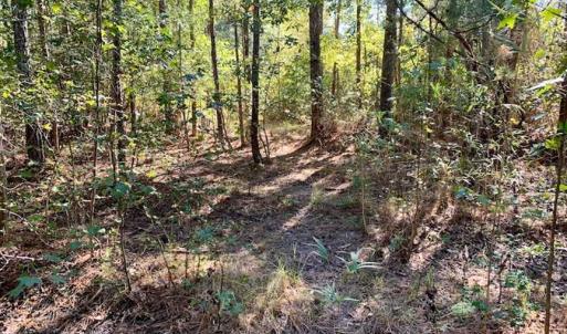 Photo of SOLD!  35.76 Acres of Hunting and Timber Land For Sale in Wilson County NC!