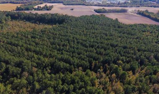 Photo of SOLD!  35.76 Acres of Hunting and Timber Land For Sale in Wilson County NC!