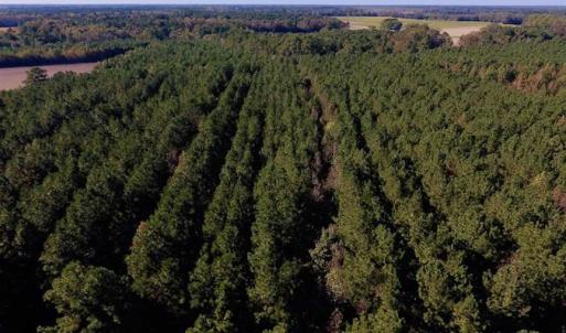 Photo of SOLD!  35.76 Acres of Hunting and Timber Land For Sale in Wilson County NC!