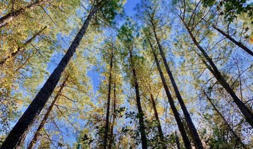 Photo of SOLD!  35.76 Acres of Hunting and Timber Land For Sale in Wilson County NC!