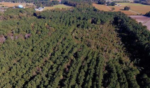 Photo of SOLD!  35.76 Acres of Hunting and Timber Land For Sale in Wilson County NC!