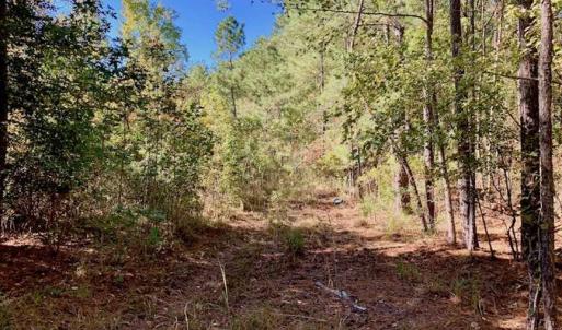 Photo of SOLD!  35.76 Acres of Hunting and Timber Land For Sale in Wilson County NC!