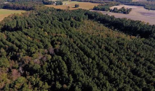 Photo of SOLD!  35.76 Acres of Hunting and Timber Land For Sale in Wilson County NC!