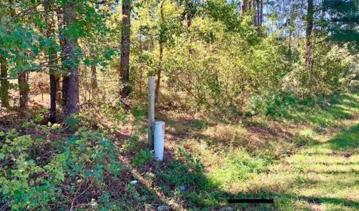 Photo of SOLD!  35.76 Acres of Hunting and Timber Land For Sale in Wilson County NC!