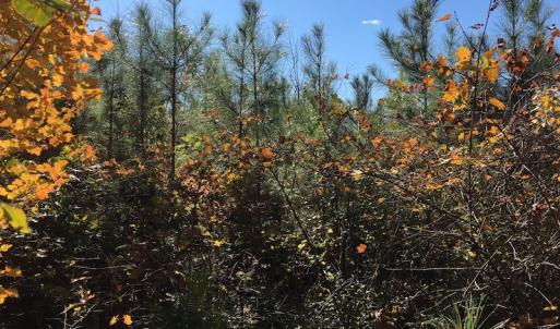 Photo of UNDER CONTRACT!  28 Acres of Residential Hunting Land For Sale in Lunenburg County VA!