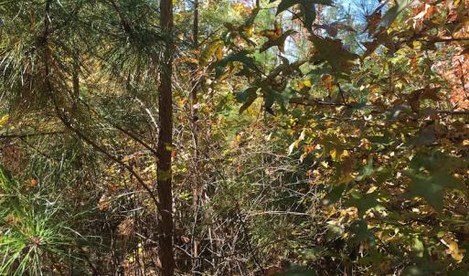 Photo of UNDER CONTRACT!  28 Acres of Residential Hunting Land For Sale in Lunenburg County VA!