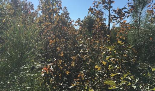 Photo of UNDER CONTRACT!  28 Acres of Residential Hunting Land For Sale in Lunenburg County VA!