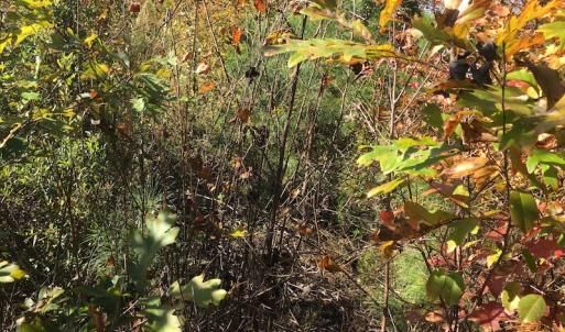 Photo of UNDER CONTRACT!  28 Acres of Residential Hunting Land For Sale in Lunenburg County VA!