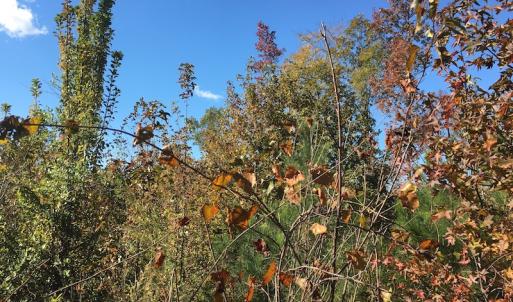 Photo of UNDER CONTRACT!  28 Acres of Residential Hunting Land For Sale in Lunenburg County VA!