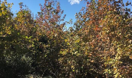 Photo of UNDER CONTRACT!  28 Acres of Residential Hunting Land For Sale in Lunenburg County VA!