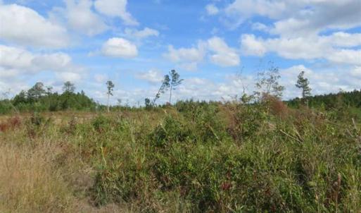 Photo of SOLD!!  209.65 Acres of Hunting and Timber Land For Sale in Columbus County NC!
