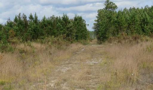 Photo of SOLD!!  209.65 Acres of Hunting and Timber Land For Sale in Columbus County NC!