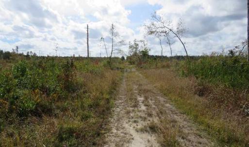 Photo of SOLD!!  209.65 Acres of Hunting and Timber Land For Sale in Columbus County NC!