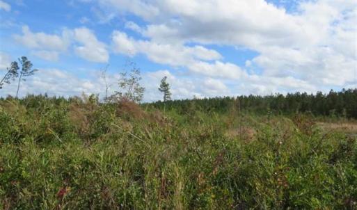 Photo of SOLD!!  209.65 Acres of Hunting and Timber Land For Sale in Columbus County NC!