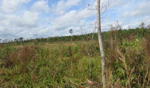 Photo of SOLD!!  209.65 Acres of Hunting and Timber Land For Sale in Columbus County NC!