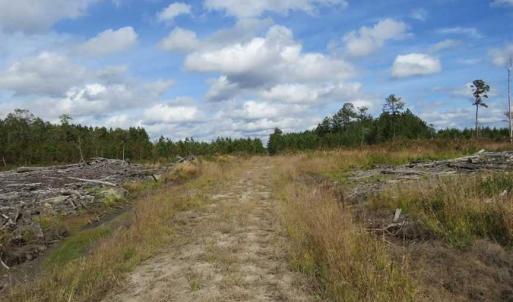 Photo of SOLD!!  209.65 Acres of Hunting and Timber Land For Sale in Columbus County NC!