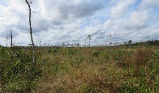 Photo of SOLD!!  209.65 Acres of Hunting and Timber Land For Sale in Columbus County NC!