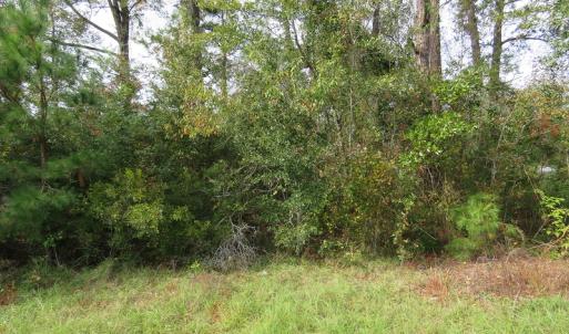 Photo of UNDER CONTRACT!  10 Acres of Hunting and Timber Land for Sale in Columbus County NC!
