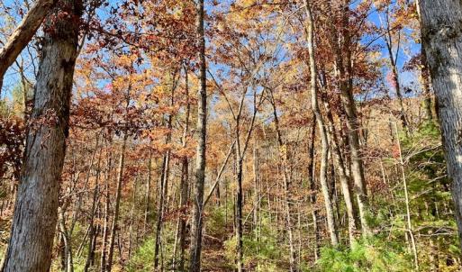 Photo of UNDER CONTRACT!  20.18 Acres of Hunting and Timber Land For Sale in Cherokee County NC!
