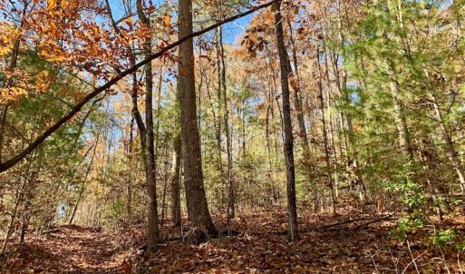 Photo of UNDER CONTRACT!  20.18 Acres of Hunting and Timber Land For Sale in Cherokee County NC!