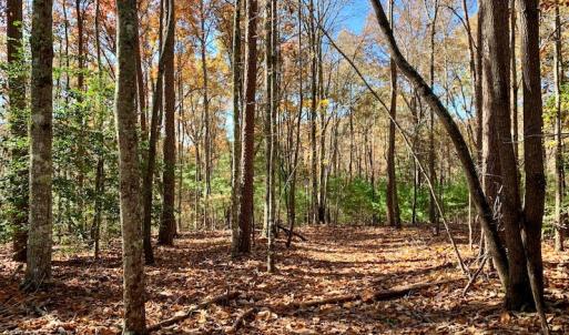 Photo of UNDER CONTRACT!  20.18 Acres of Hunting and Timber Land For Sale in Cherokee County NC!