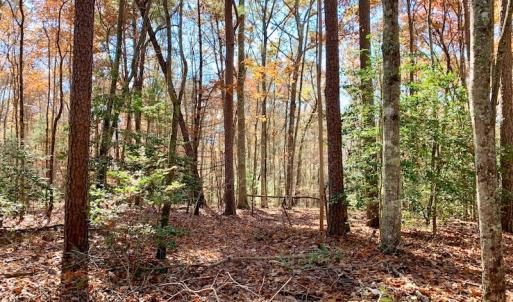 Photo of UNDER CONTRACT!  20.18 Acres of Hunting and Timber Land For Sale in Cherokee County NC!