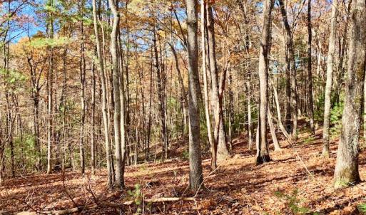 Photo of UNDER CONTRACT!  20.18 Acres of Hunting and Timber Land For Sale in Cherokee County NC!