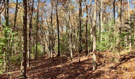 Photo of UNDER CONTRACT!  20.18 Acres of Hunting and Timber Land For Sale in Cherokee County NC!