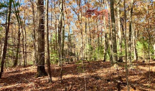 Photo of UNDER CONTRACT!  20.18 Acres of Hunting and Timber Land For Sale in Cherokee County NC!